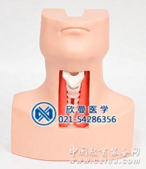 氣管切開(kāi)插管模型整體結(jié)構(gòu)